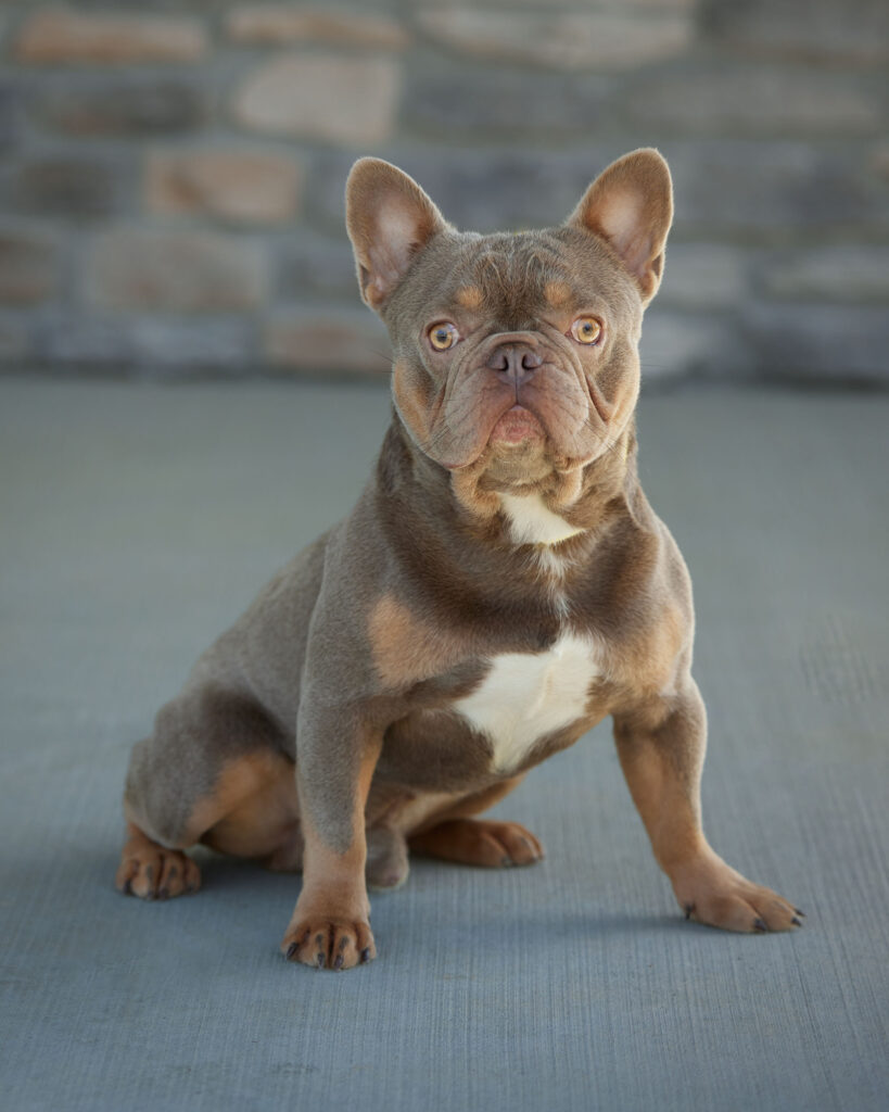 Cruiser, French Bulldog parent at Serene Valley Frenchies