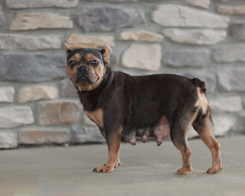 Fendi, French Bulldog parent at Serene Valley Frenchies