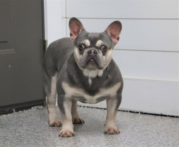 Leo The French Bulldog Dad