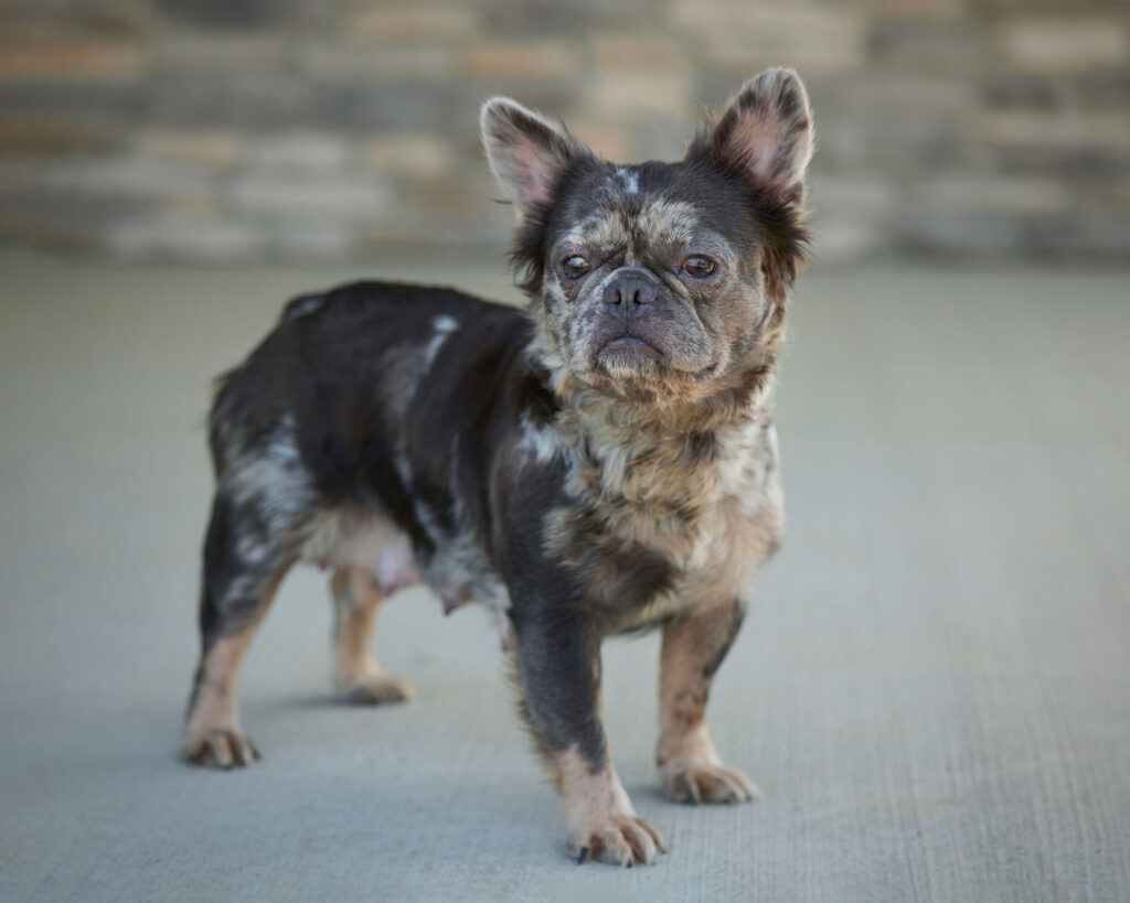 Mandy, French Bulldog parent at Serene Valley Frenchies