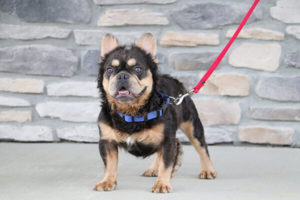 Maverick The French Bulldog Dad
