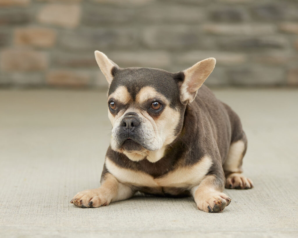 Millie, French Bulldog parent at Serene Valley Frenchies