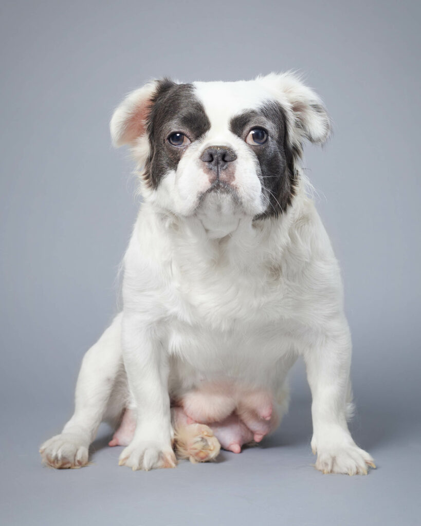 Molly, French Bulldog parent at Serene Valley Frenchies