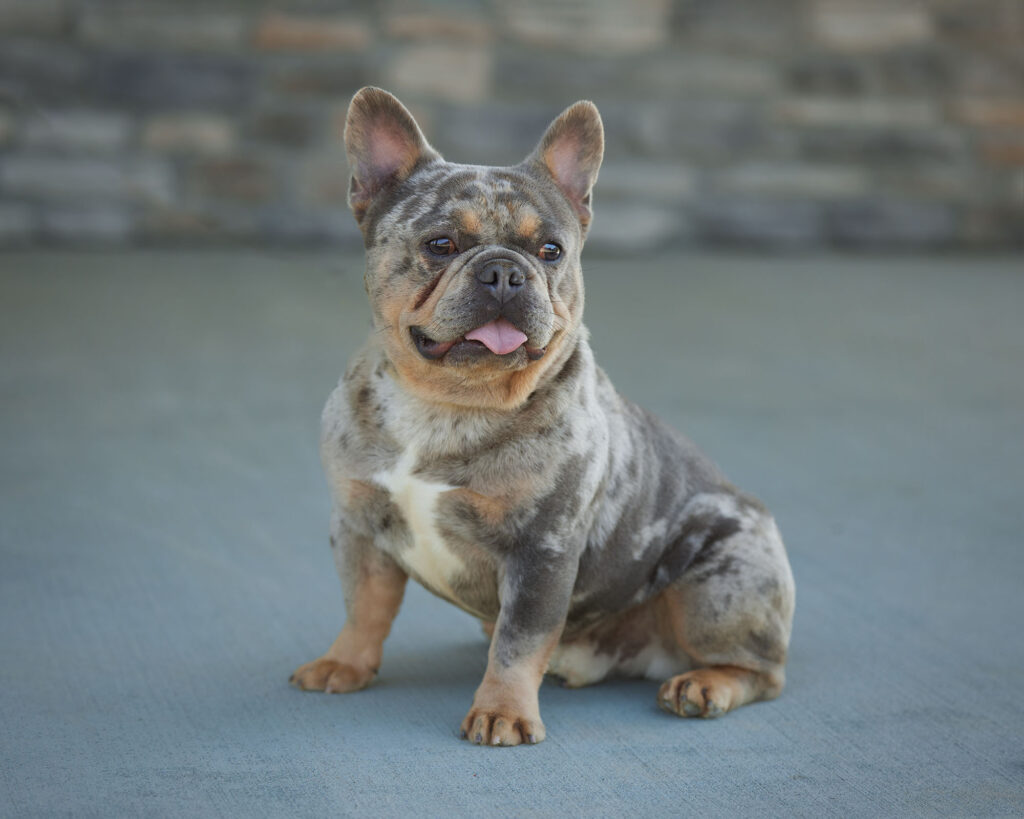 Rolex, French Bulldog parent at Serene Valley Frenchies