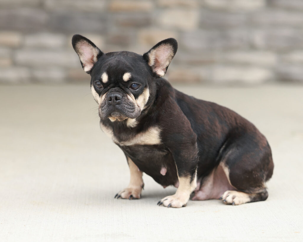 Ruthie, French Bulldog parent at Serene Valley Frenchies