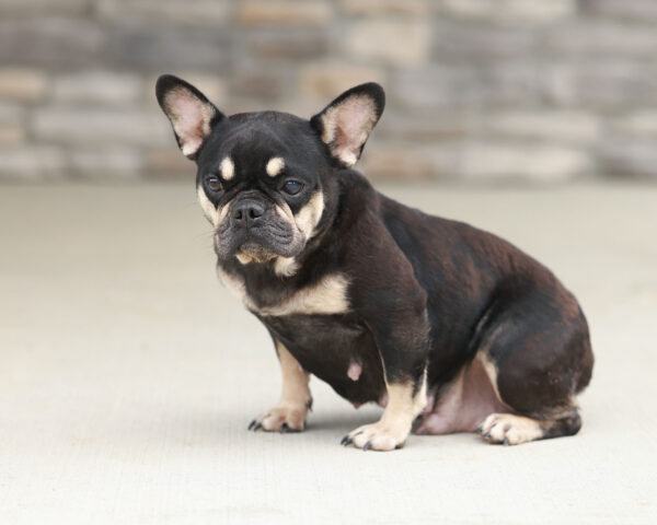 Ruthie The French Bulldog Mom