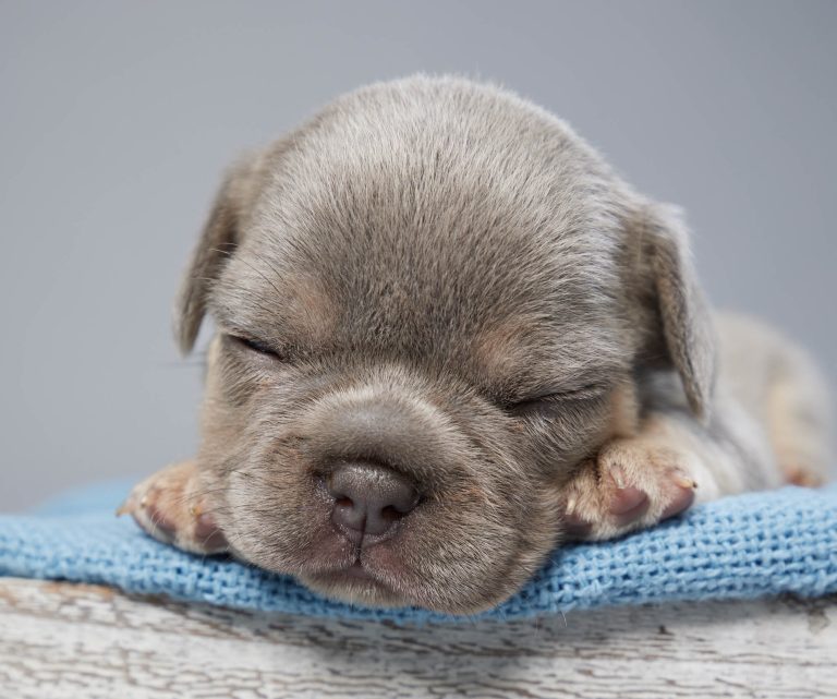 French Bulldog Puppy Sleeping With Head On A Blue Blanket
