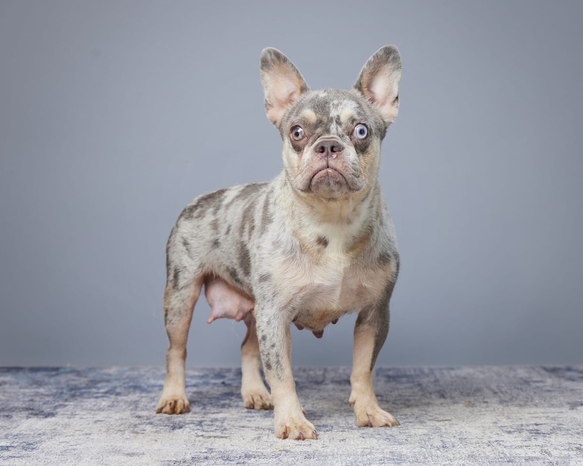 Kerri, French Bulldog parent at Serene Valley Frenchies
