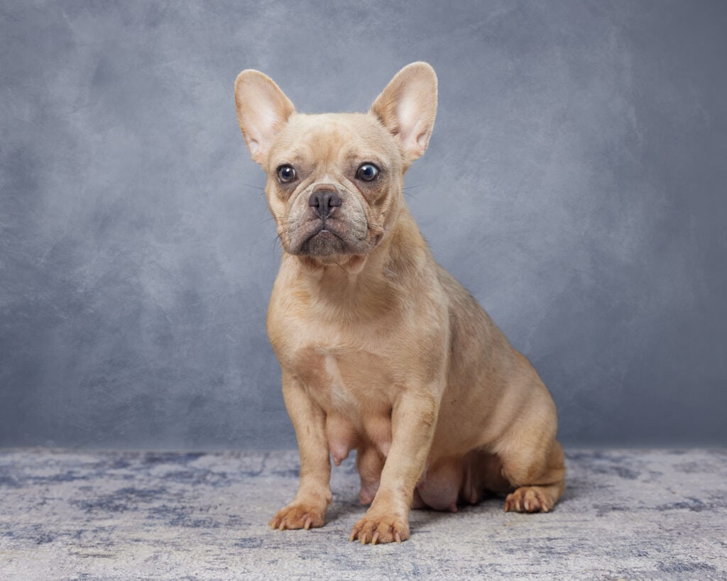 Hope, French Bulldog parent at Serene Valley Frenchies