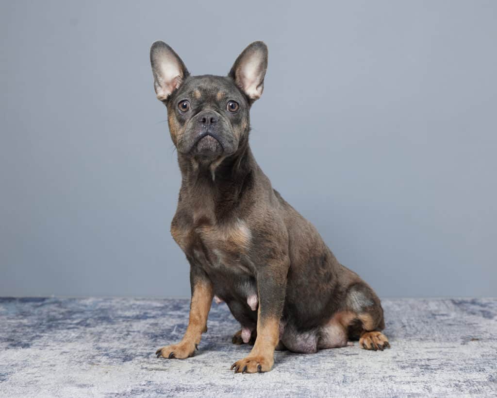 Mildred, French Bulldog parent at Serene Valley Frenchies