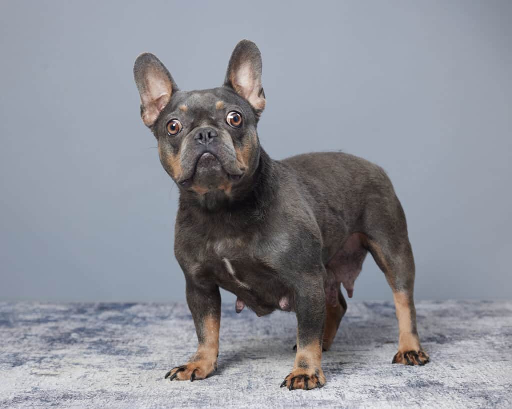 Prada, French Bulldog parent at Serene Valley Frenchies