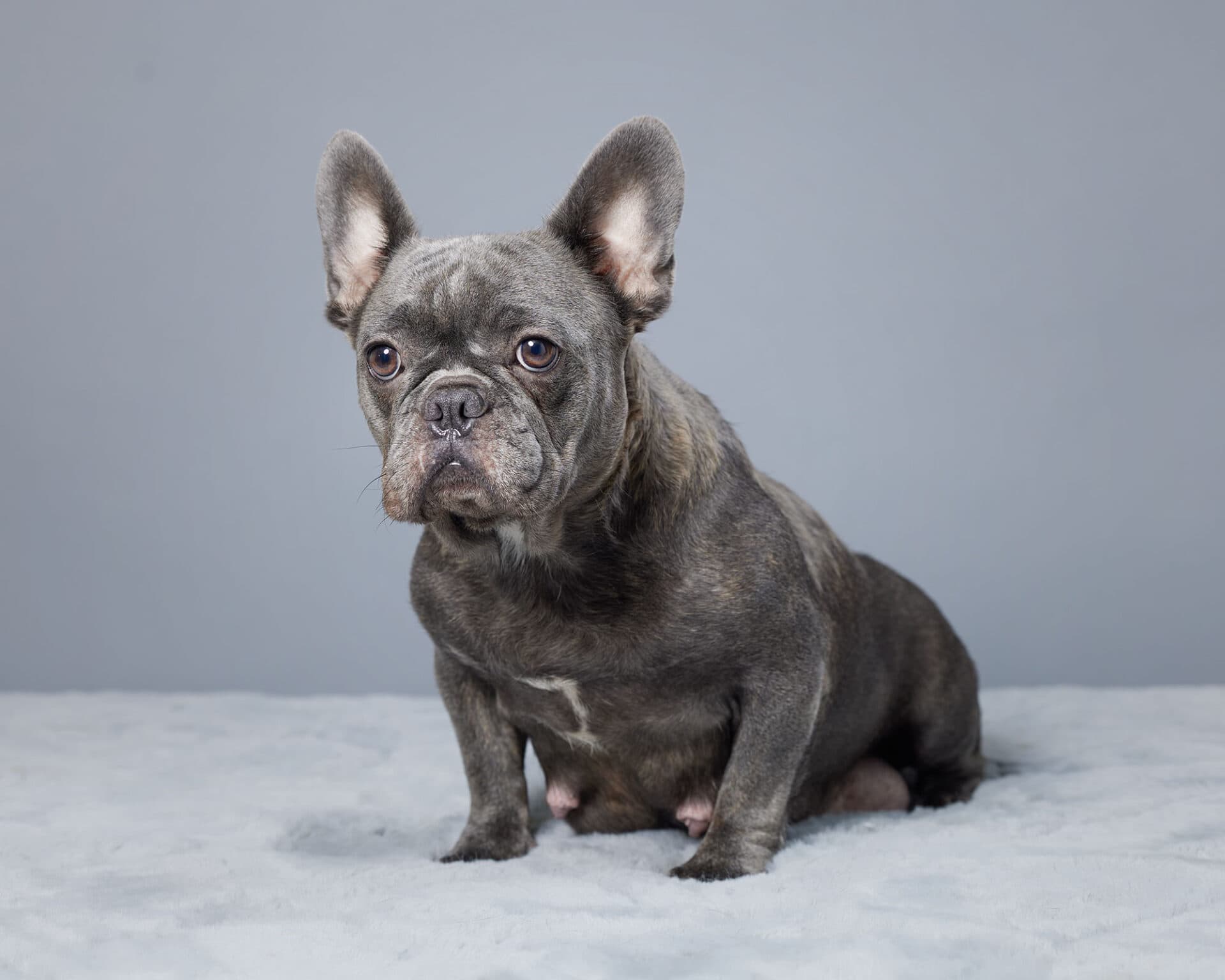 Isla, French Bulldog parent at Serene Valley Frenchies