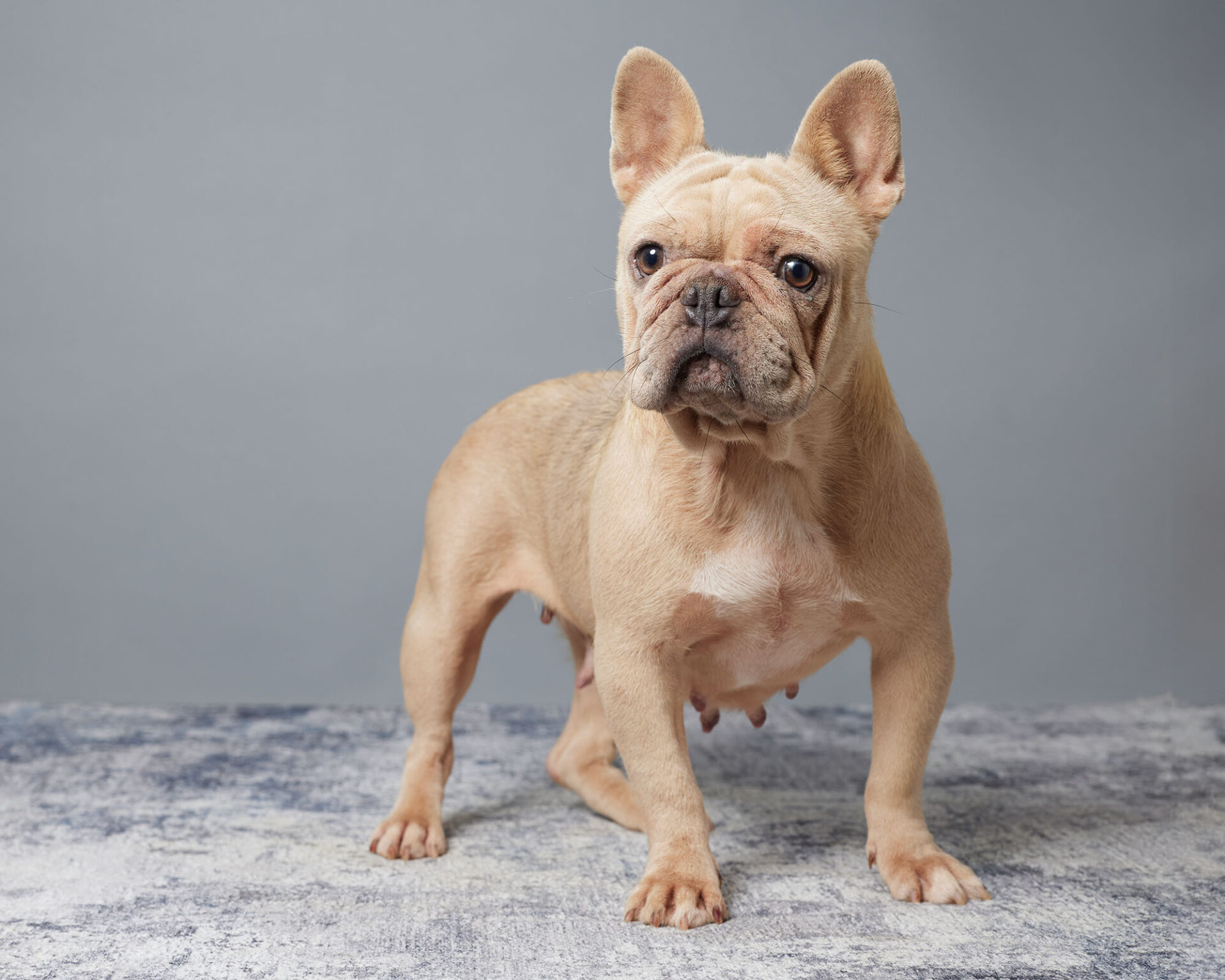 Sophie, French Bulldog parent at Serene Valley Frenchies