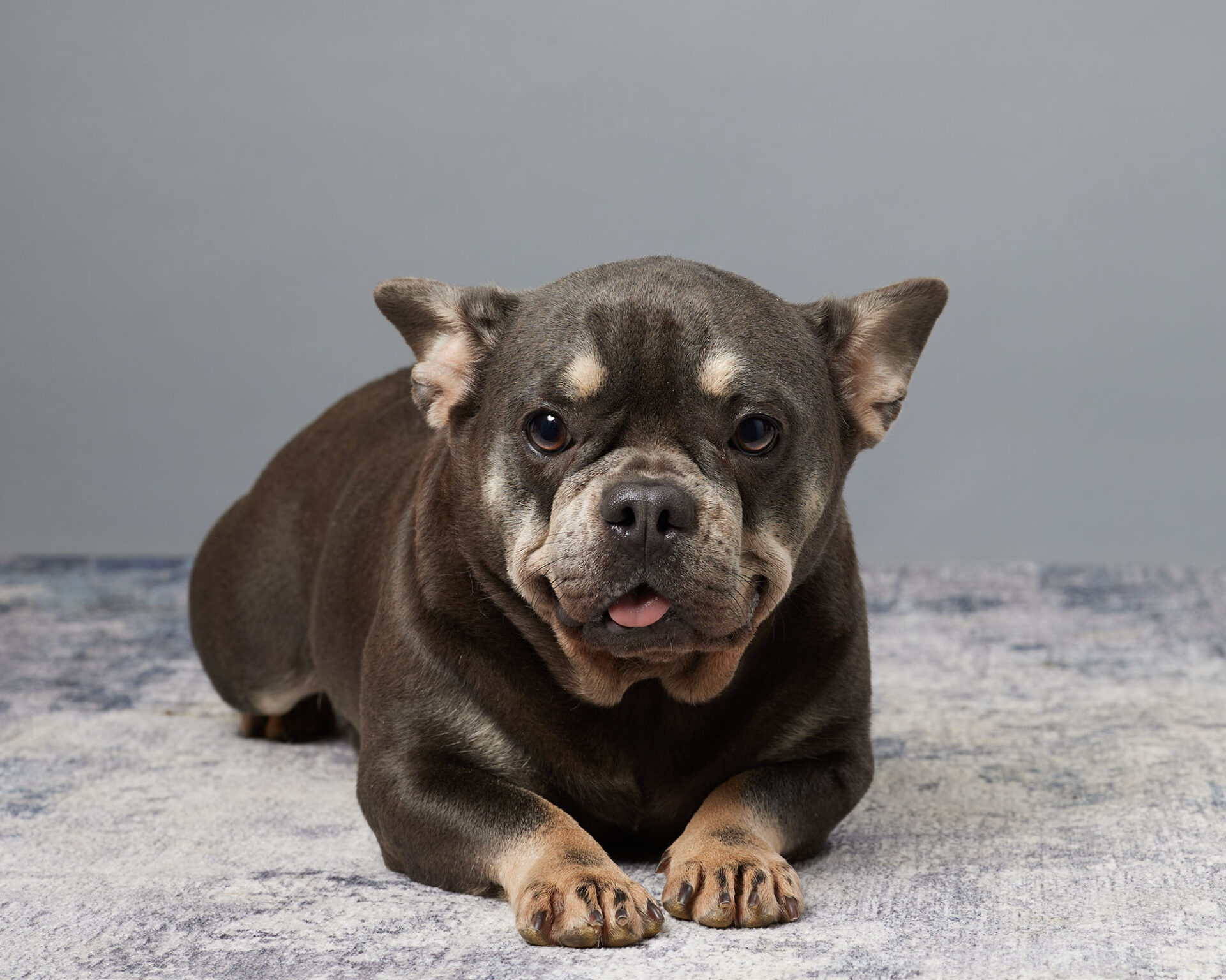Lady, French Bulldog parent at Serene Valley Frenchies