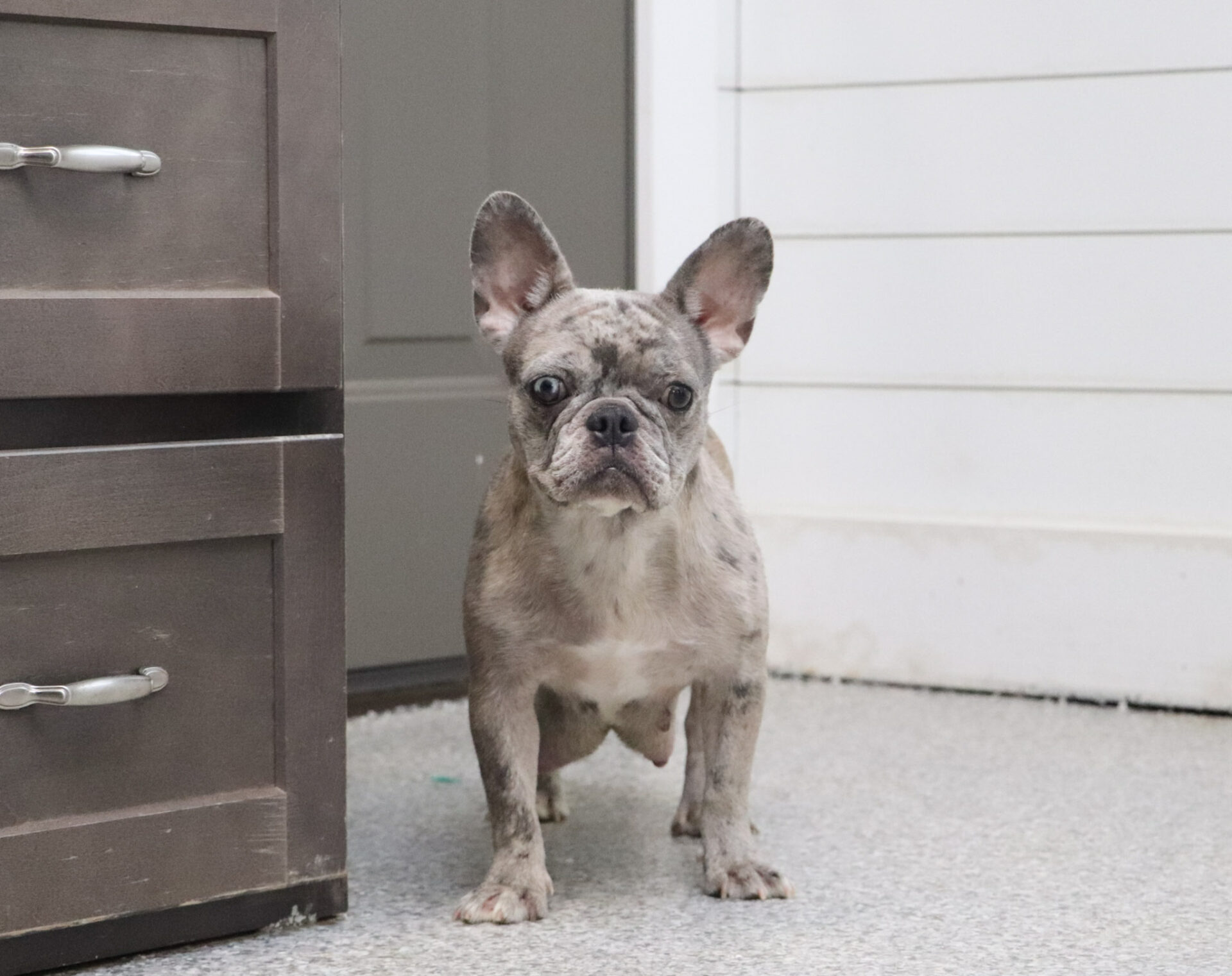 Sandy, French Bulldog parent at Serene Valley Frenchies
