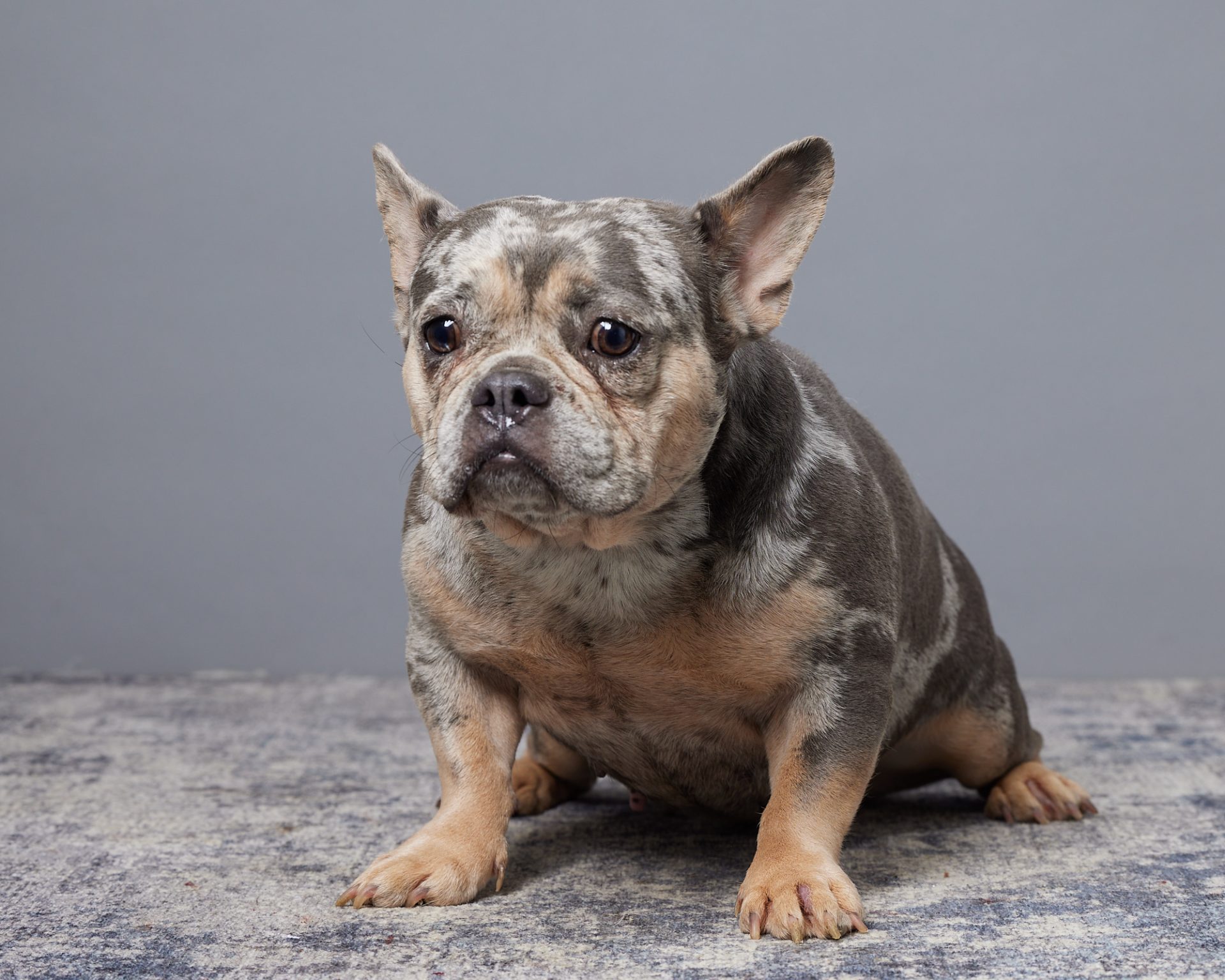 Gemma, French Bulldog parent at Serene Valley Frenchies