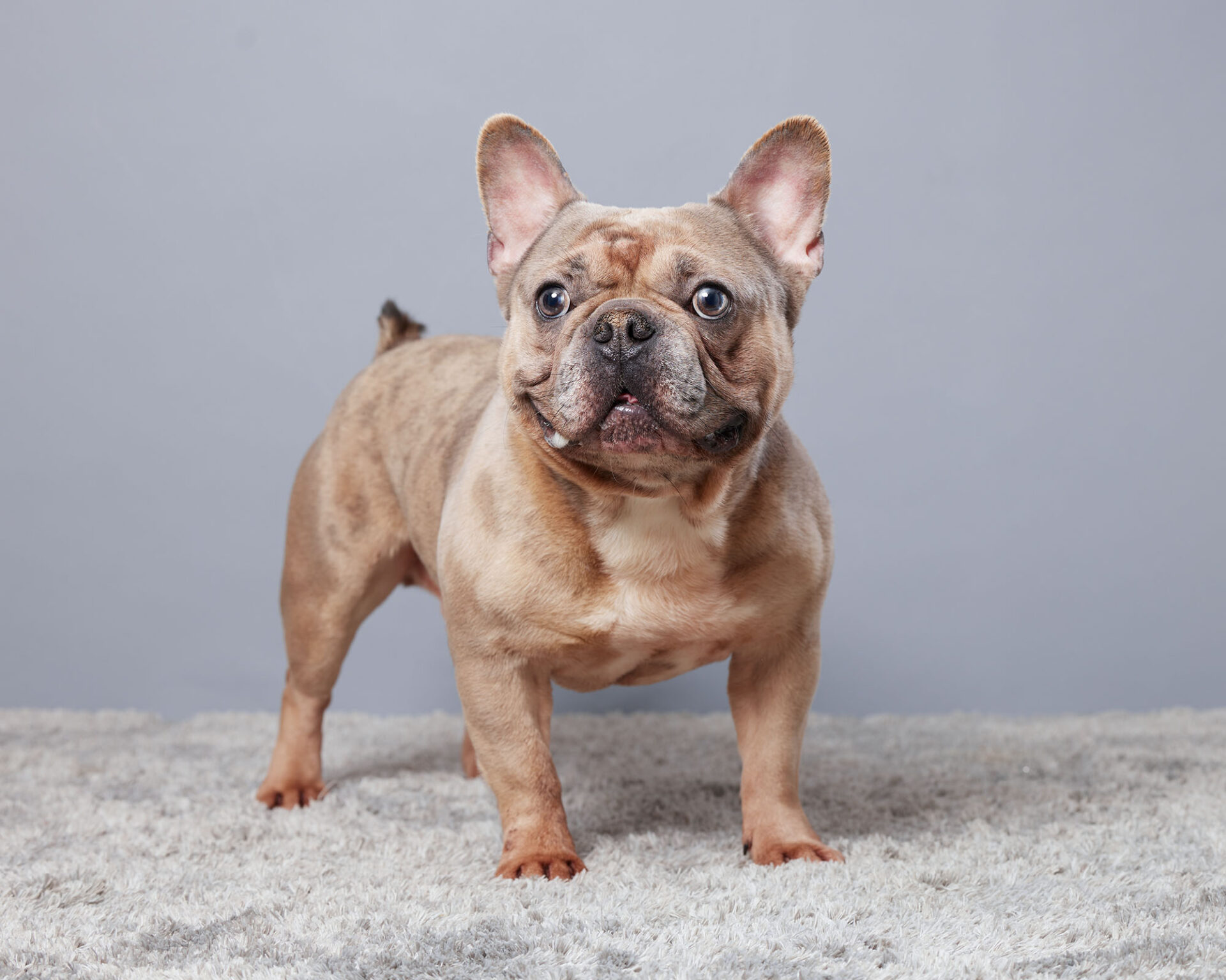 Hoochie, French Bulldog parent at Serene Valley Frenchies