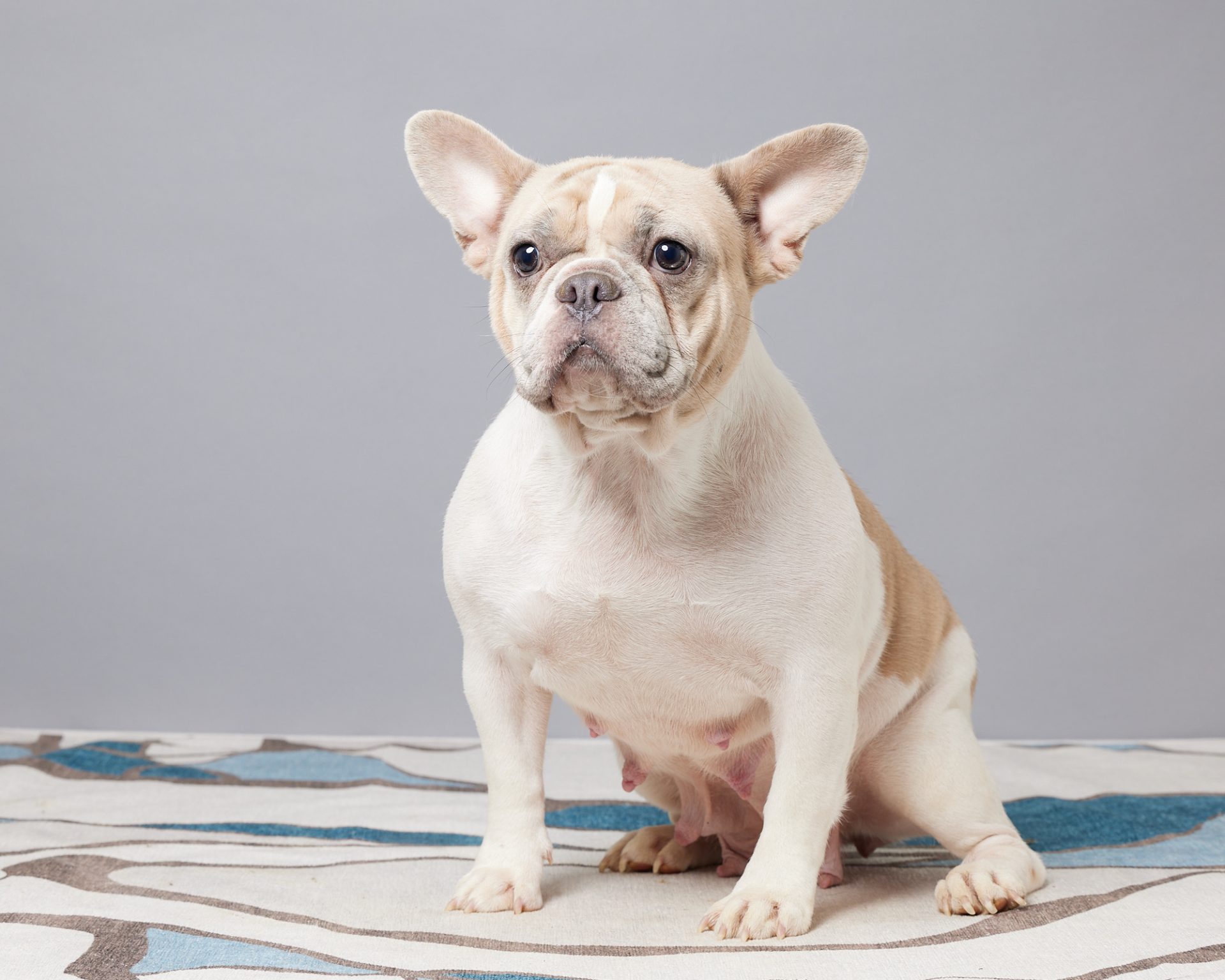 Izzy, French Bulldog parent at Serene Valley Frenchies