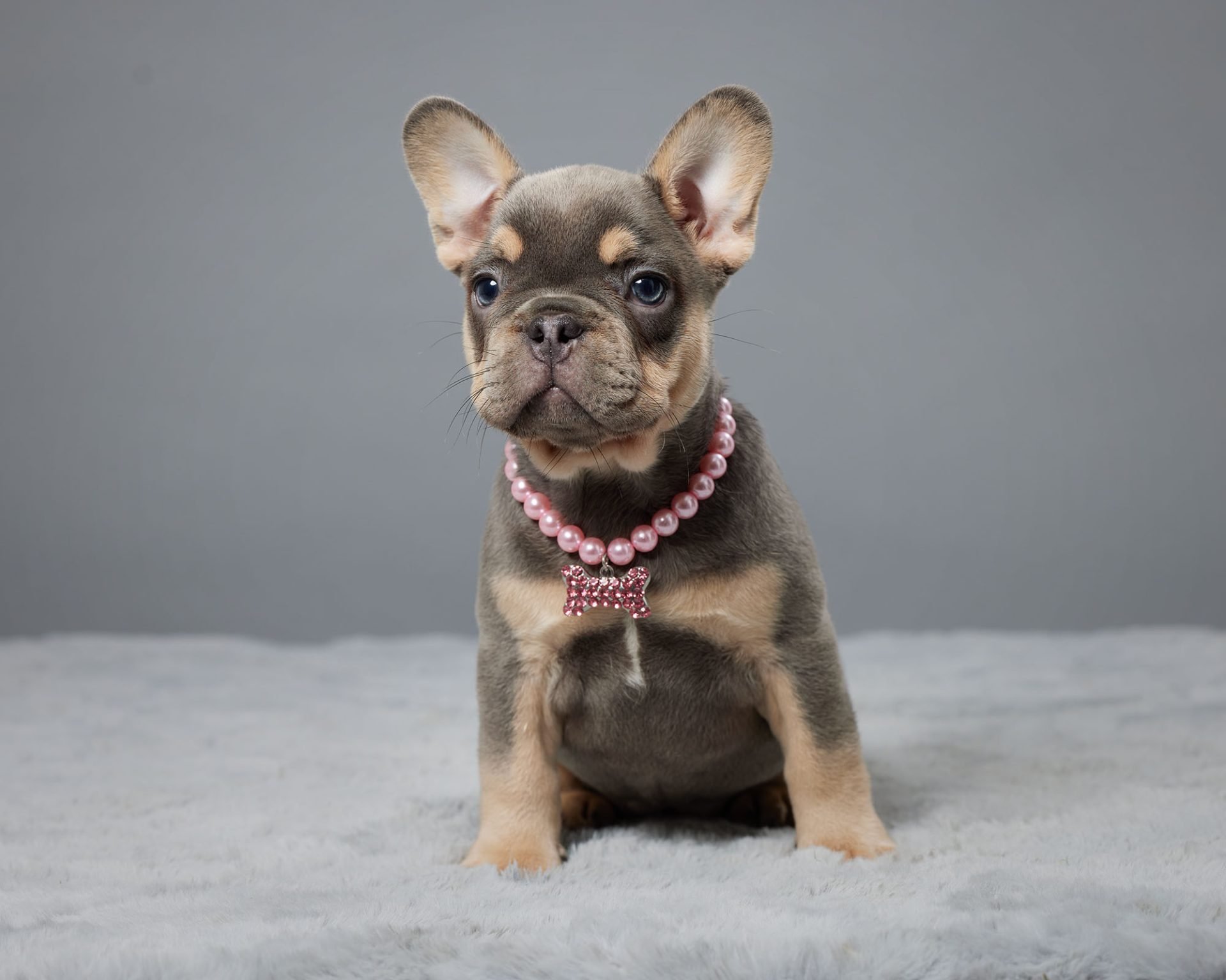 French Bulldogs – Serene Valley Frenchies