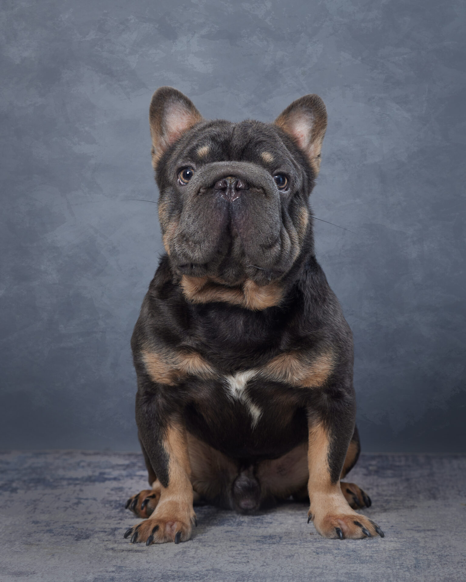 Robo, French Bulldog parent at Serene Valley Frenchies