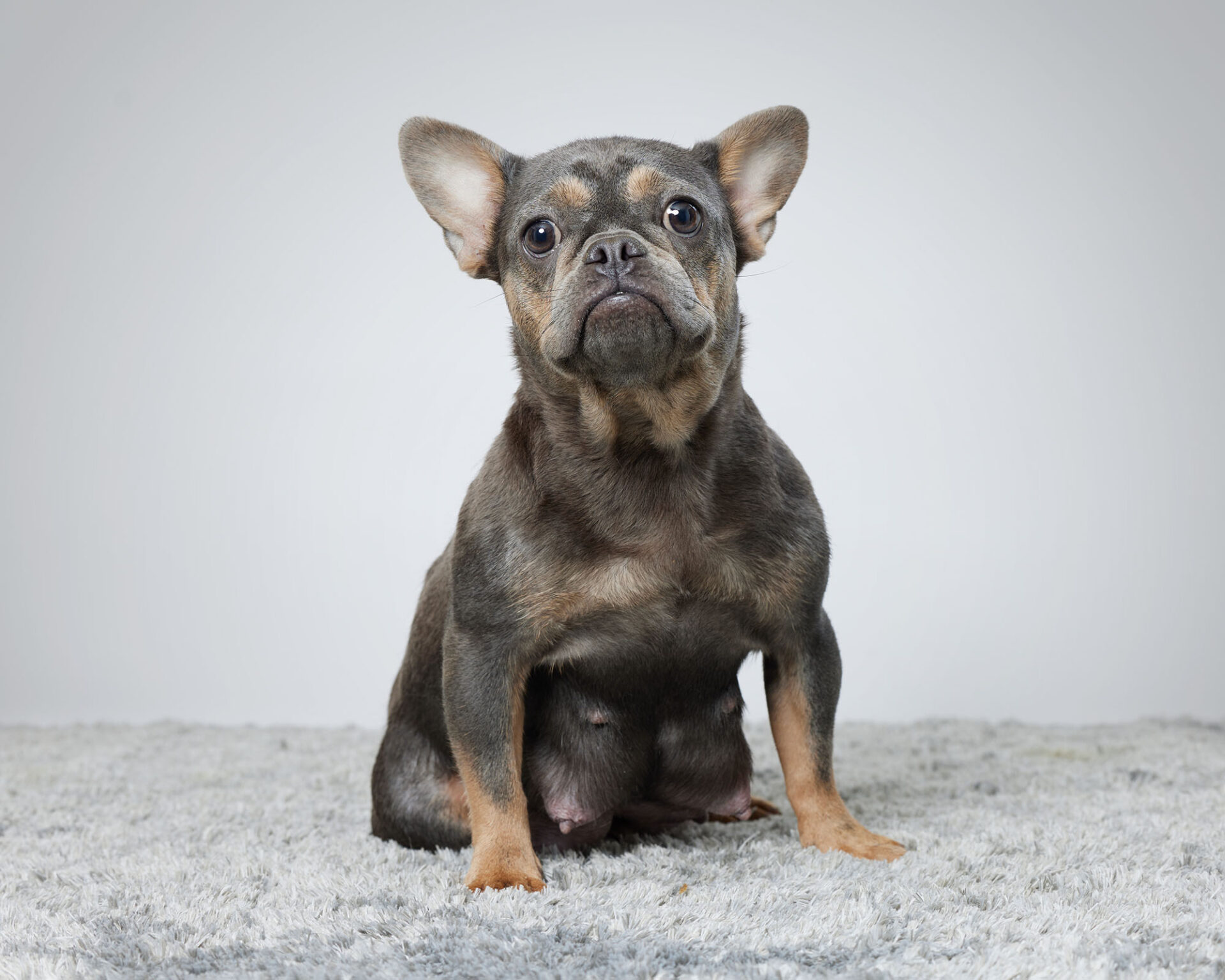 Sasha, French Bulldog parent at Serene Valley Frenchies