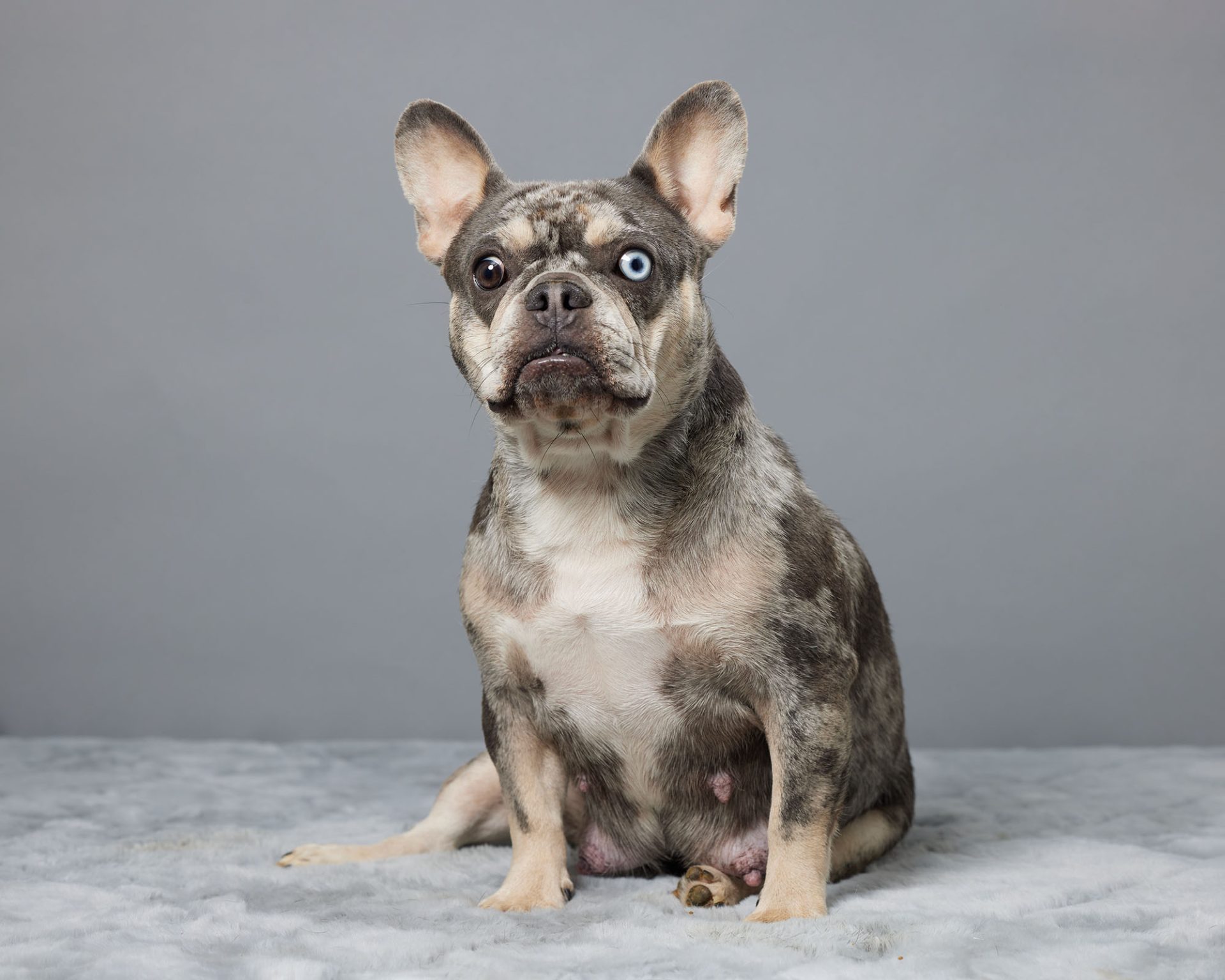 Goldie, French Bulldog parent at Serene Valley Frenchies