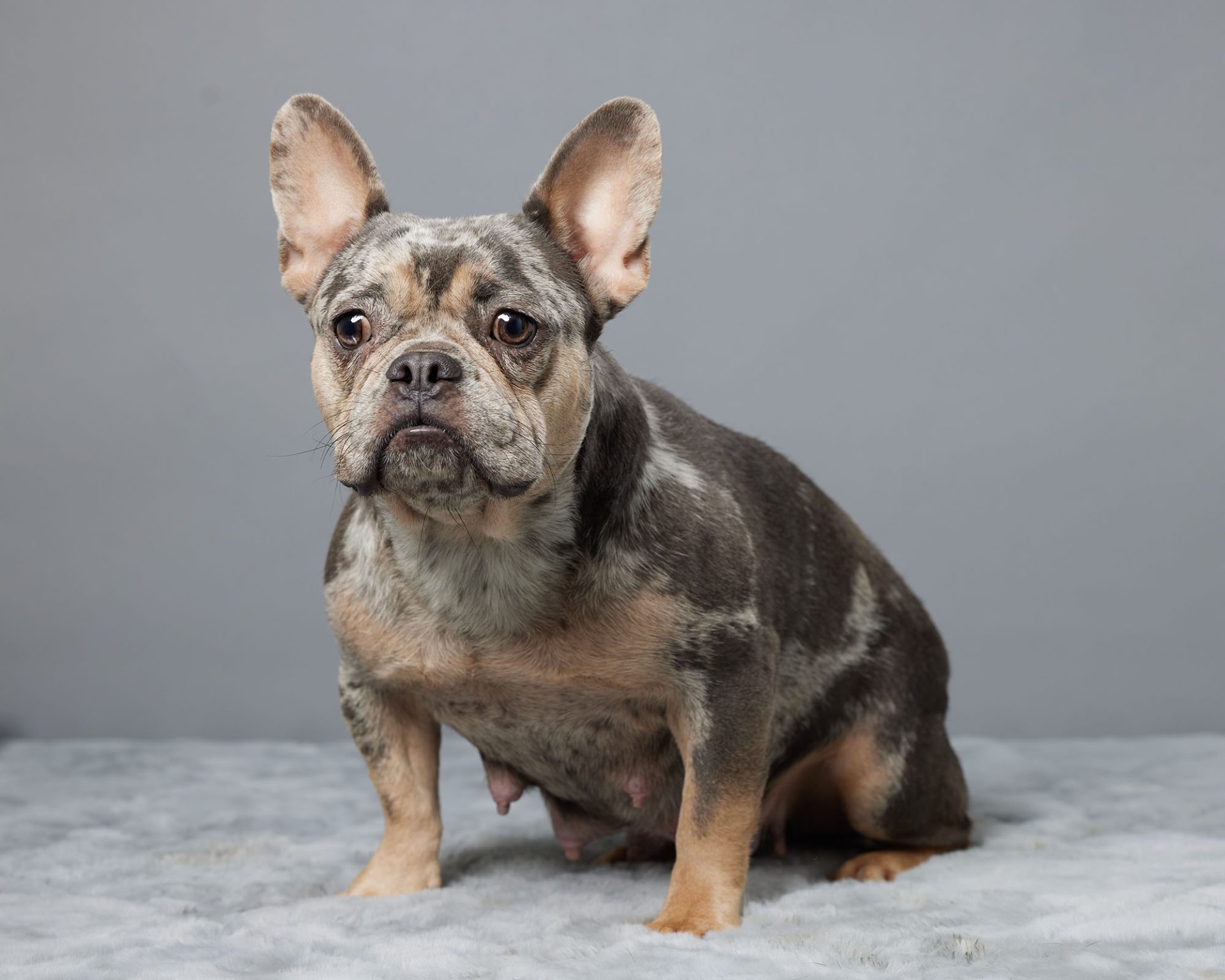 Shirley, French Bulldog parent at Serene Valley Frenchies