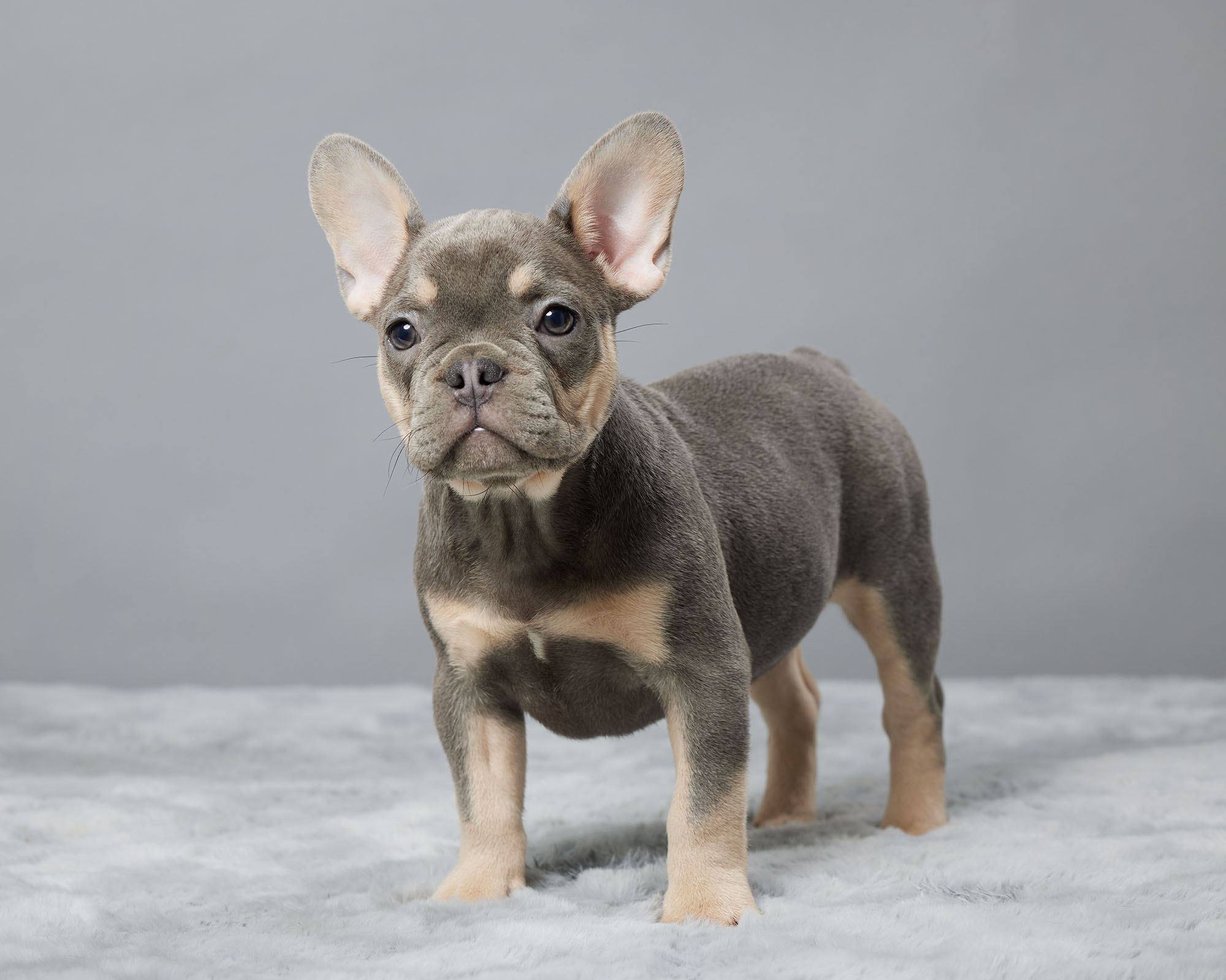 Trixie | Serene Valley Frenchies