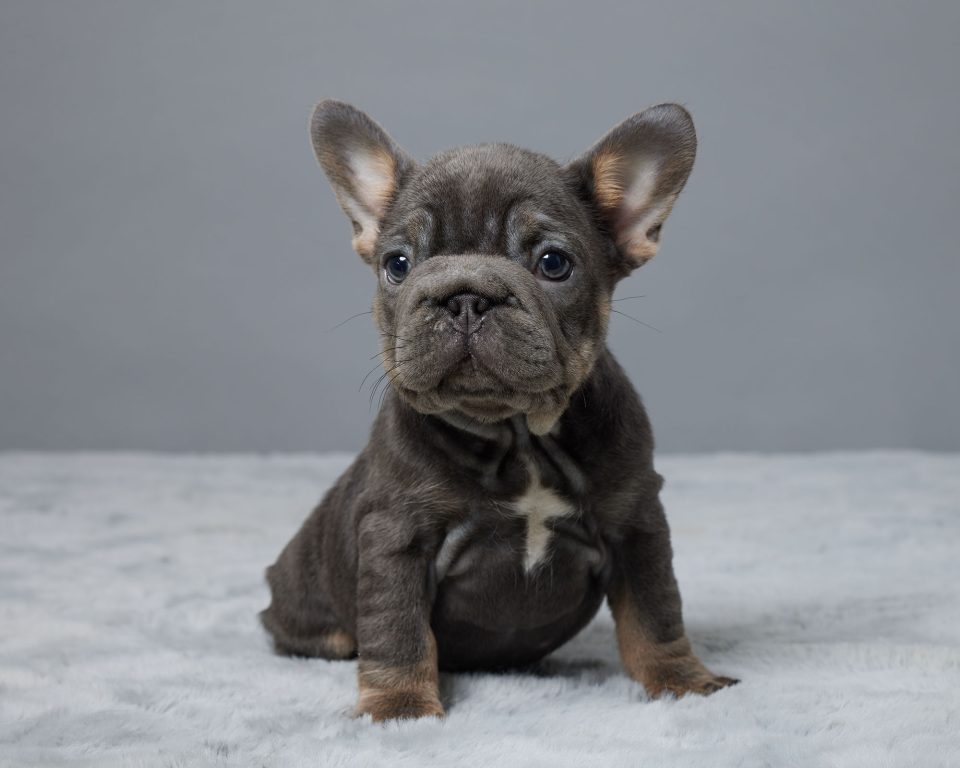 Amber | Serene Valley Frenchies