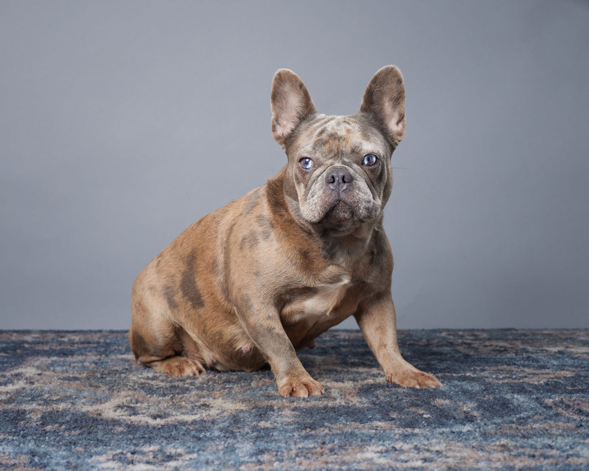 Mochi The French Bulldog Mom