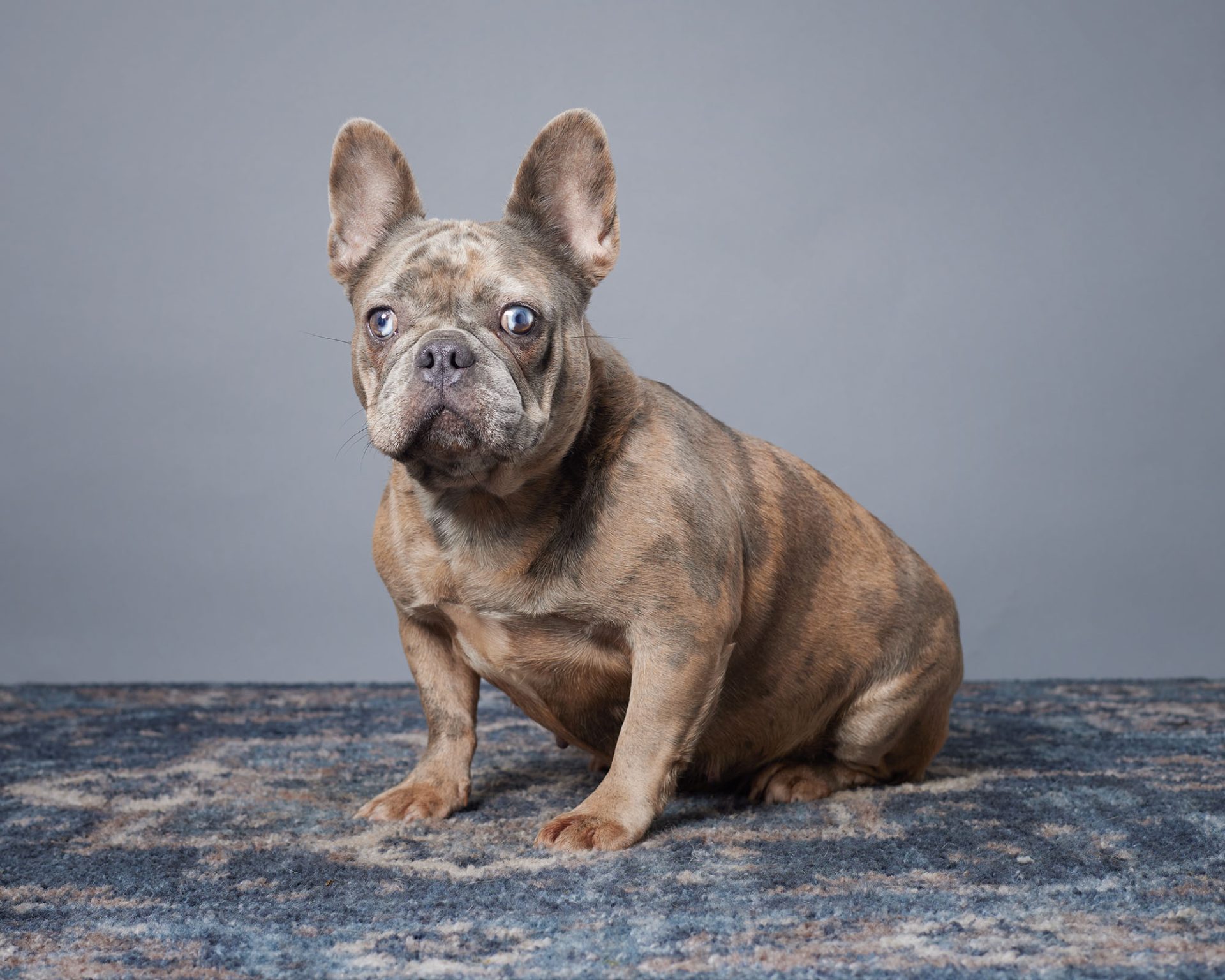 Mochi, French Bulldog parent at Serene Valley Frenchies