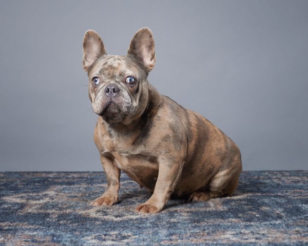 Mochi The French Bulldog Mom