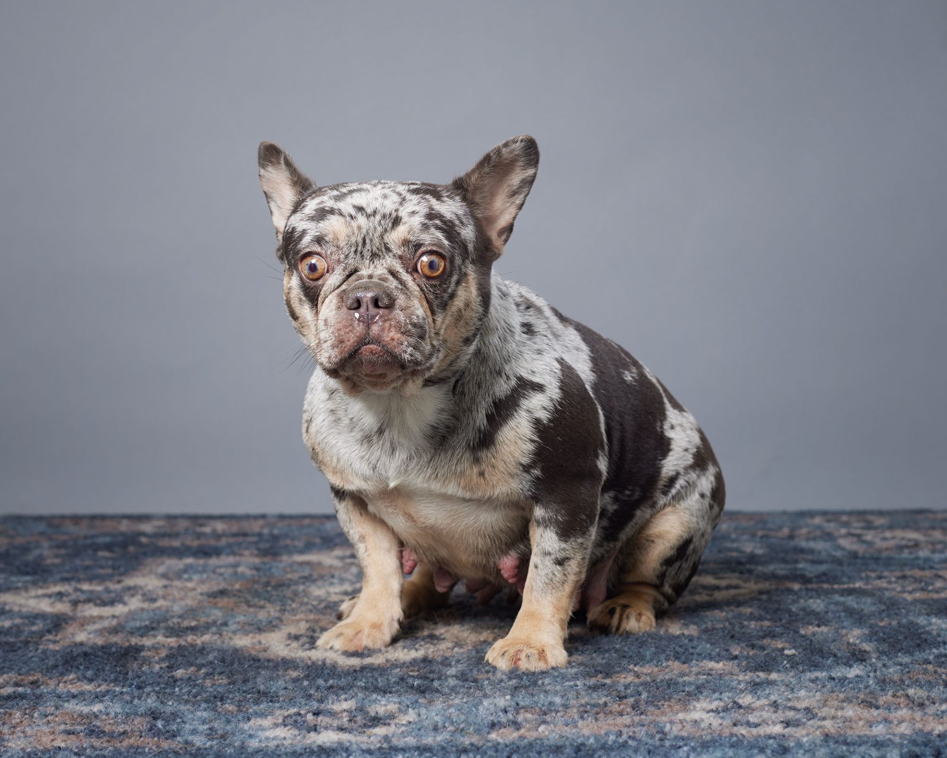 Olive, French Bulldog parent at Serene Valley Frenchies