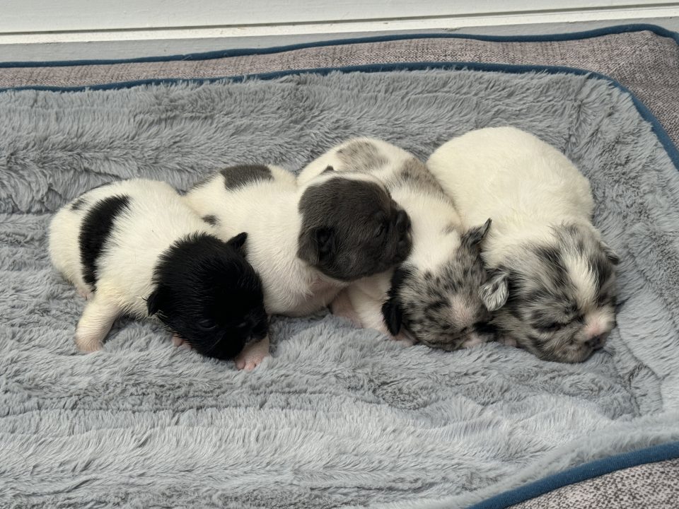 Four newborn puppies sleeping on a comfy blanket.