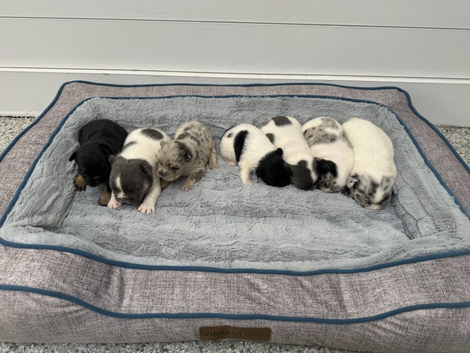 Seven newborn puppies sleeping on a gray mat.