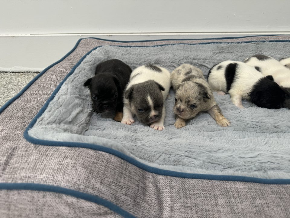 Newborn puppies resting on a blue blanket.