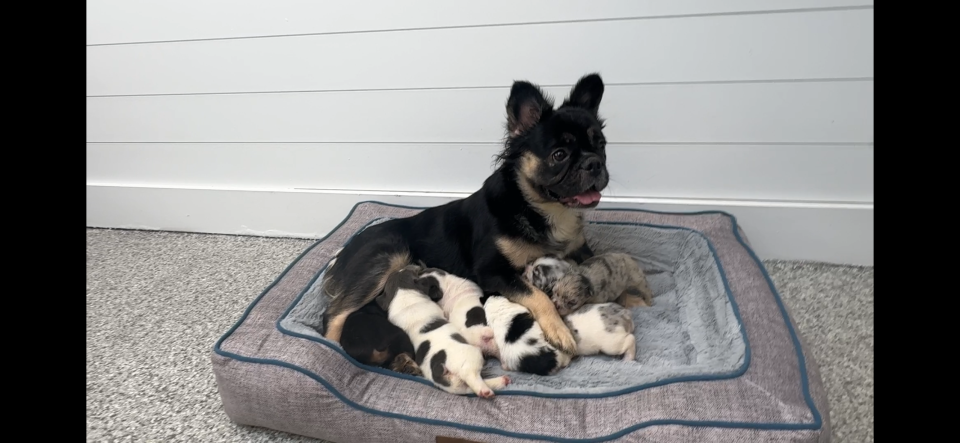 Mother dog with newborn puppies on dog bed.