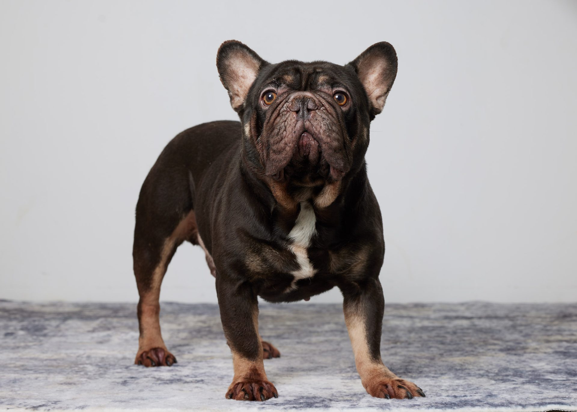 Max, French Bulldog parent at Serene Valley Frenchies