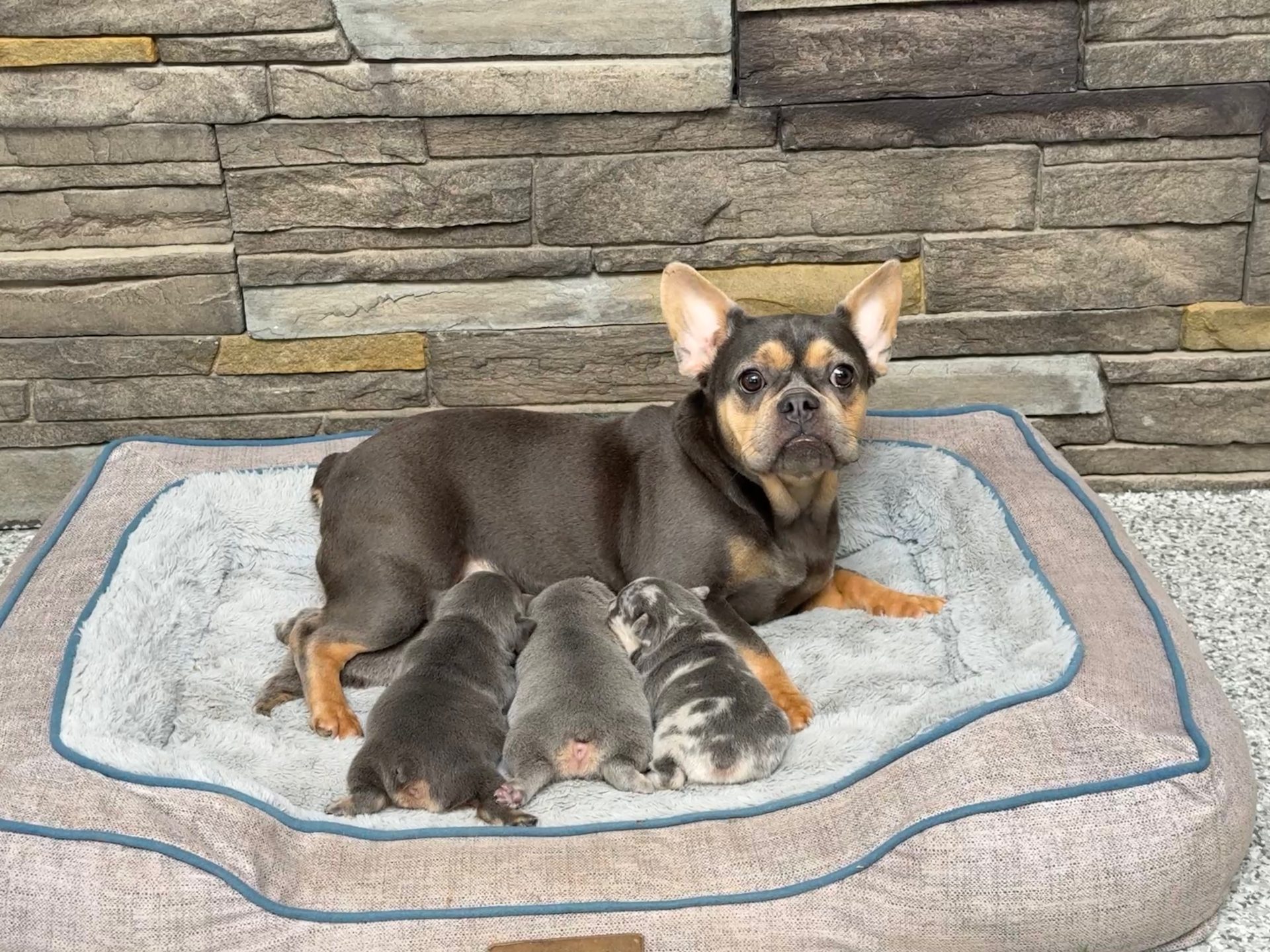 Carla, French Bulldog parent at Serene Valley Frenchies