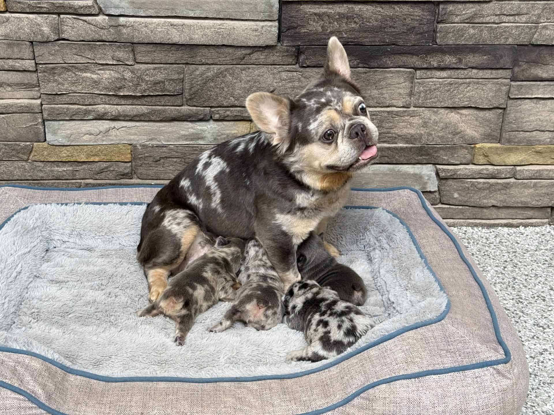 Hannah, French Bulldog parent at Serene Valley Frenchies