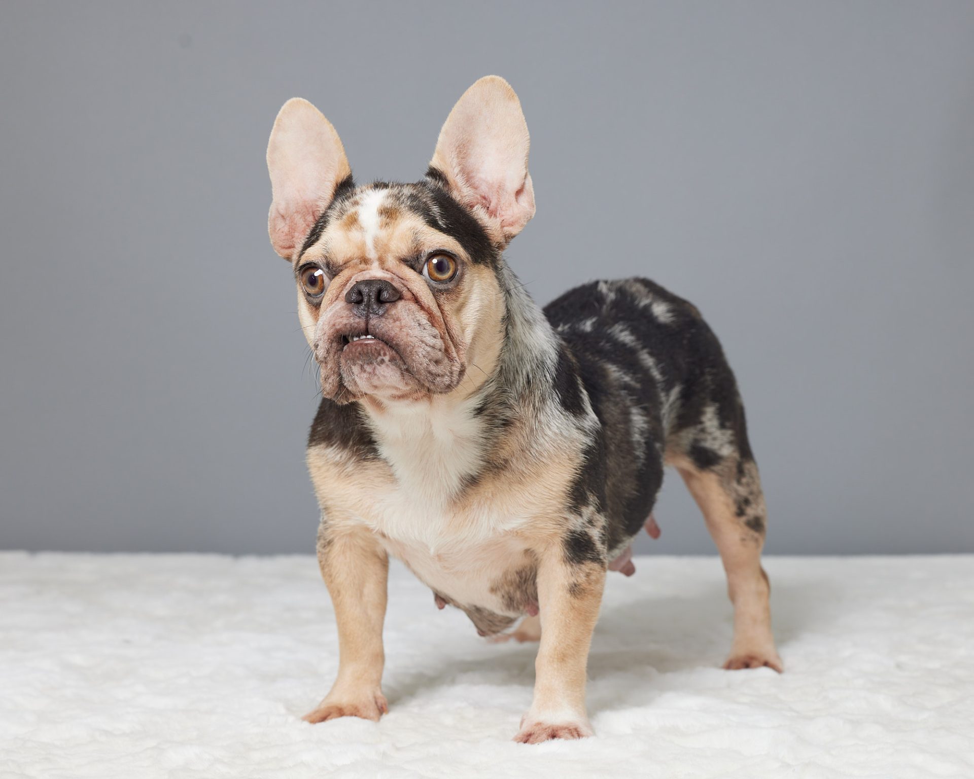 Trixie, French Bulldog parent at Serene Valley Frenchies