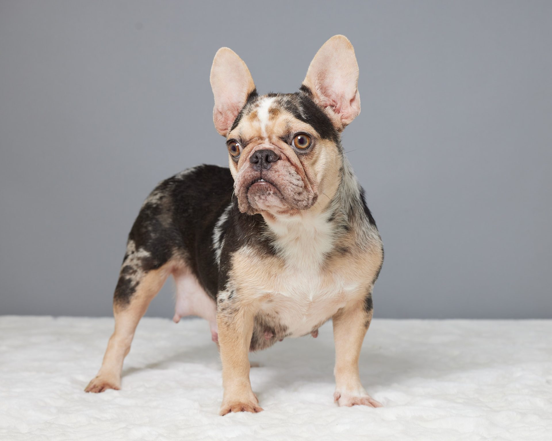Trixie The French Bulldog Mom
