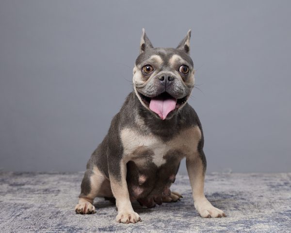 Daisy The French Bulldog Mom