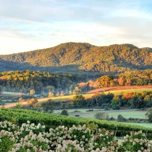 Vineyard In The Virginia Countryside