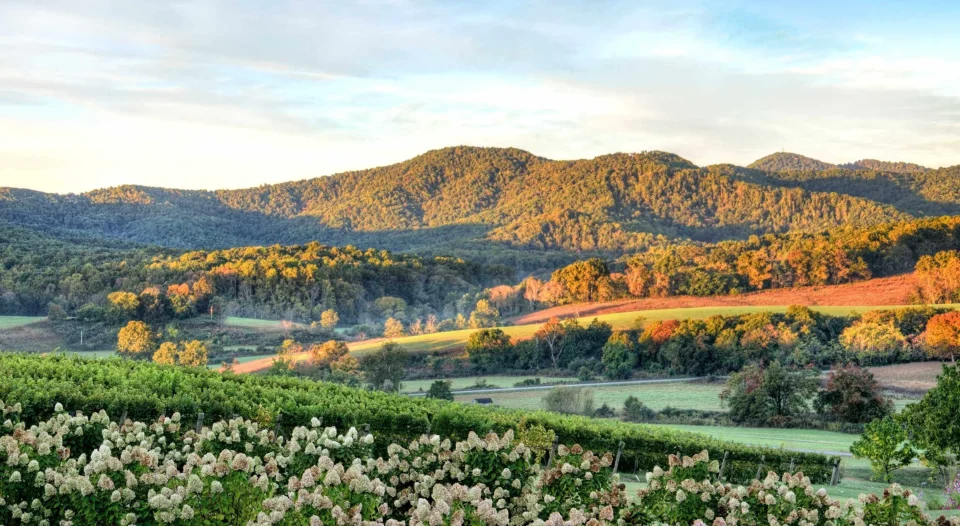 Vineyard In The Virginia Countryside