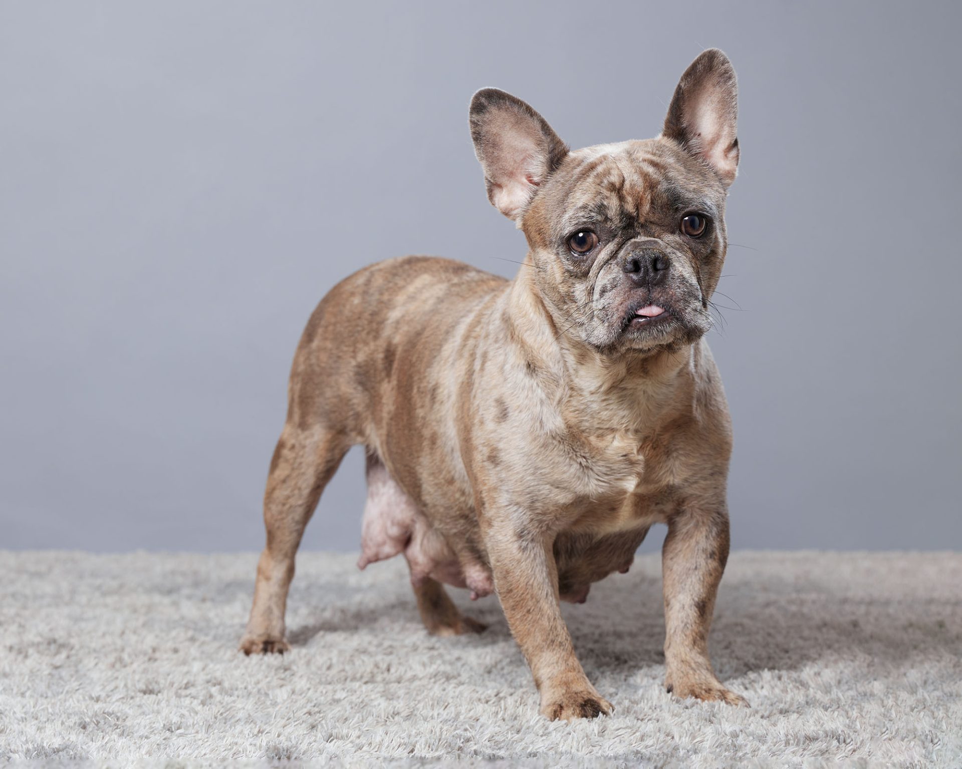 Rue The French Bulldog Mom