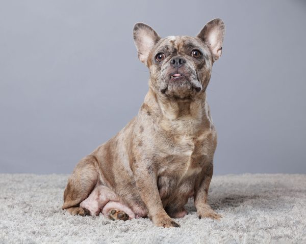 Rue The French Bulldog Mom