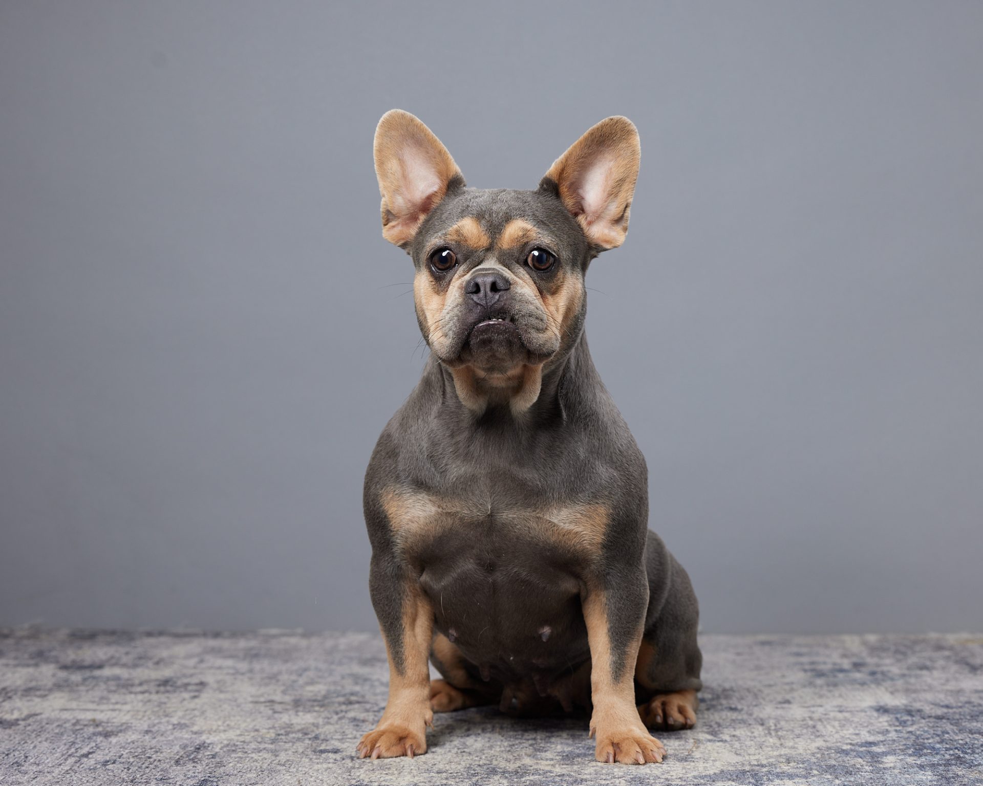 Darla, French Bulldog parent at Serene Valley Frenchies