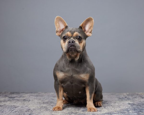 Darla The French Bulldog Mom