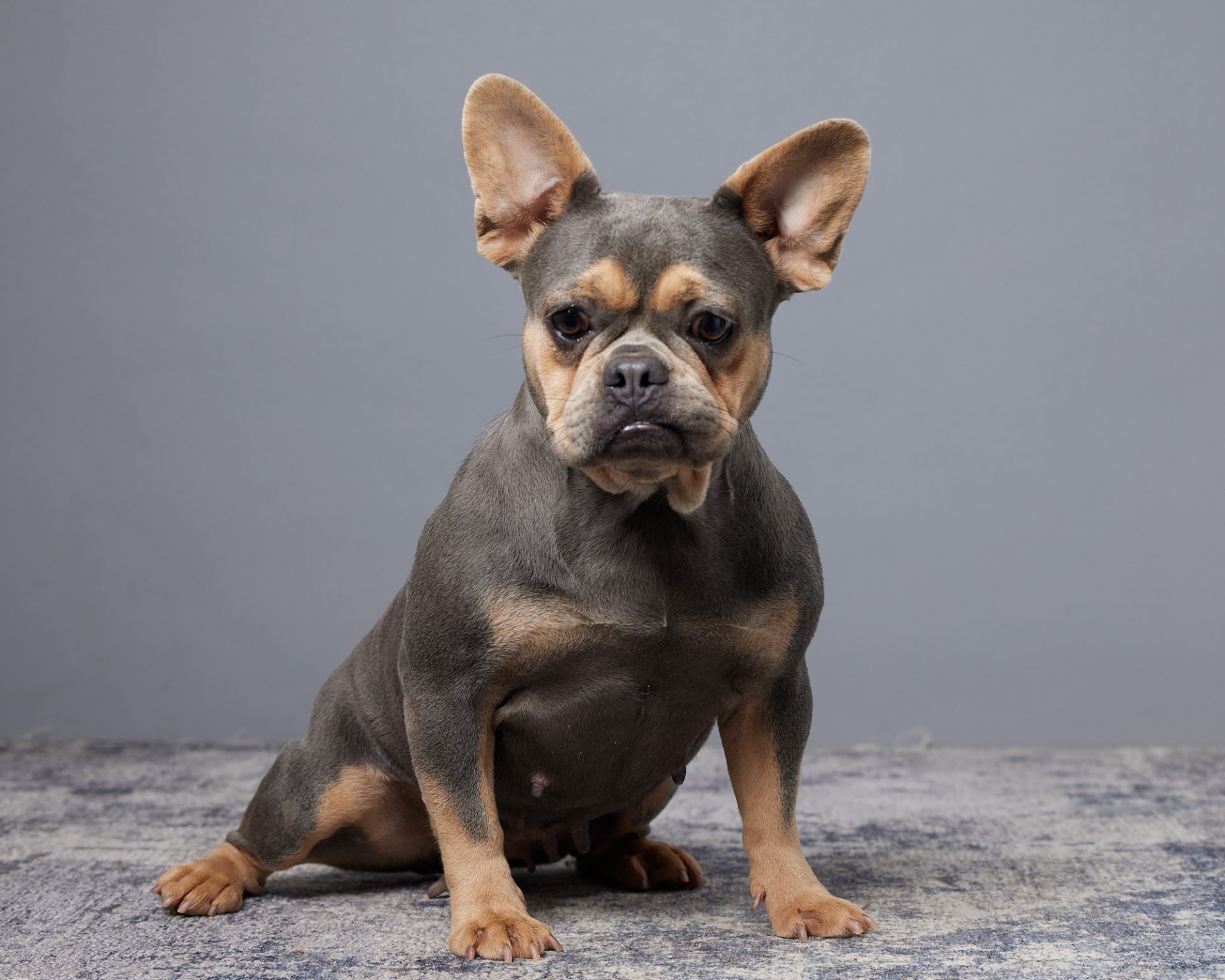 Darla The French Bulldog Mom